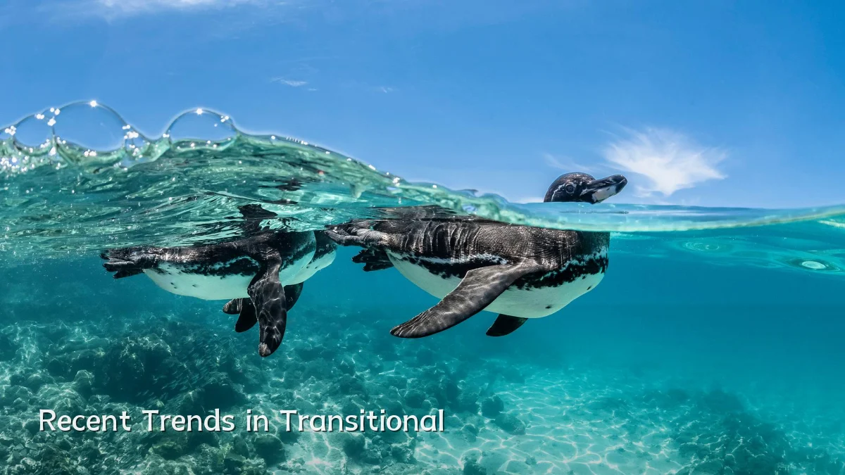 Recent Trends in Transitional